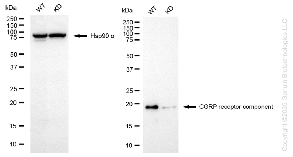 KD-Validated Anti-CGRP Receptor Component Rabbit Monoclonal Antibody ABG1345