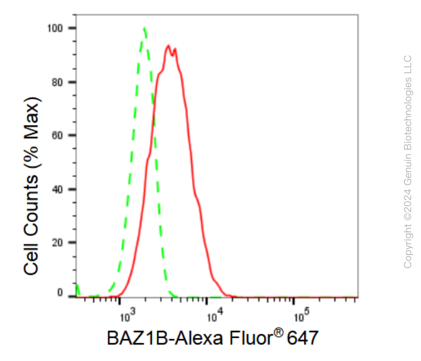 KD-Validated Anti-BAZ1B Rabbit Monoclonal Antibody ABG1346