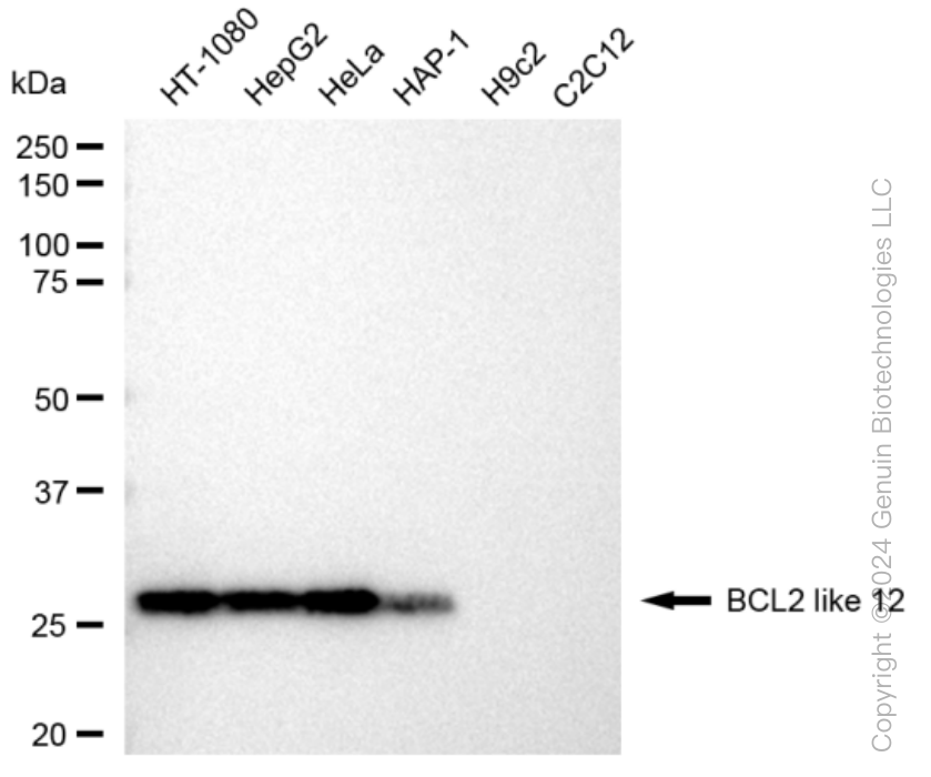 KD-Validated Anti-BCL2 like 12 Rabbit Monoclonal Antibody ABG1347