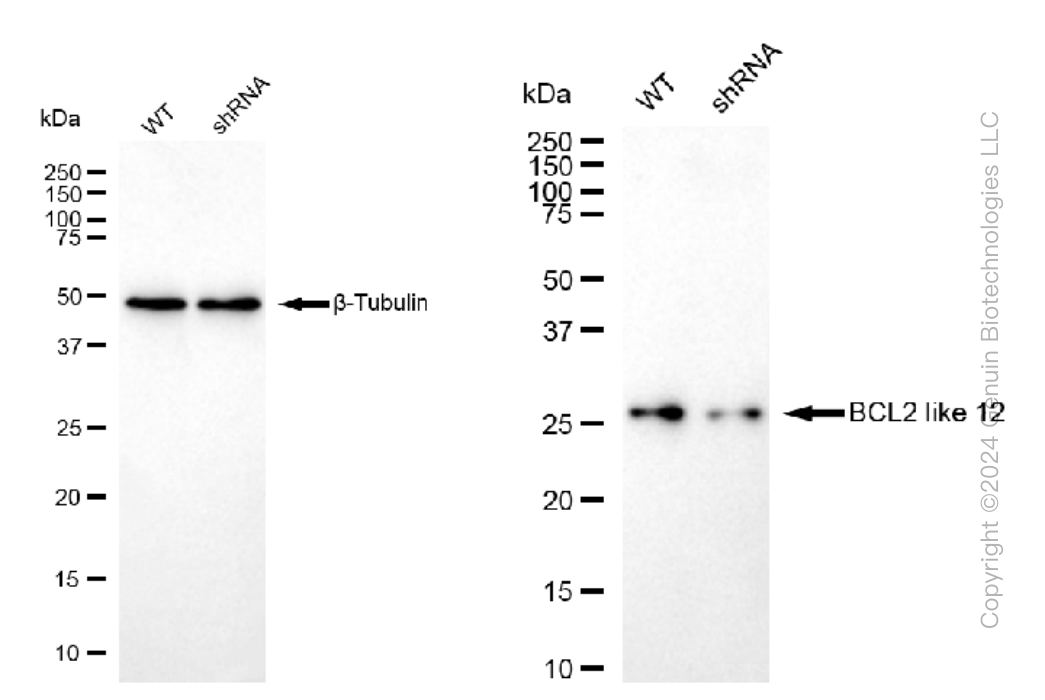 KD-Validated Anti-BCL2 like 12 Rabbit Monoclonal Antibody ABG1347