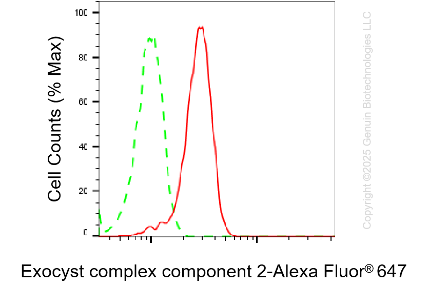 KD-Validated Anti-Exocyst Complex Component 2 Rabbit Monoclonal Antibody ABG1348