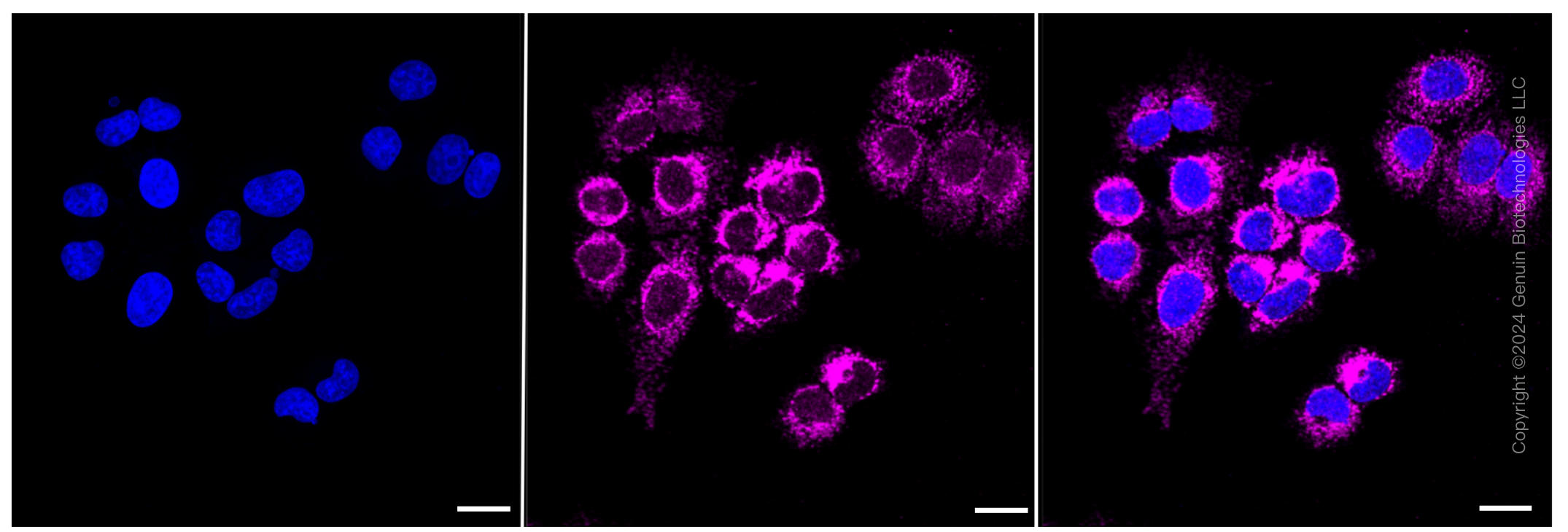 KD-Validated Anti-C1QBP Rabbit Monoclonal Antibody ABG1349