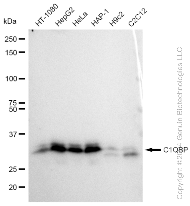 KD-Validated Anti-C1QBP Rabbit Monoclonal Antibody ABG1349