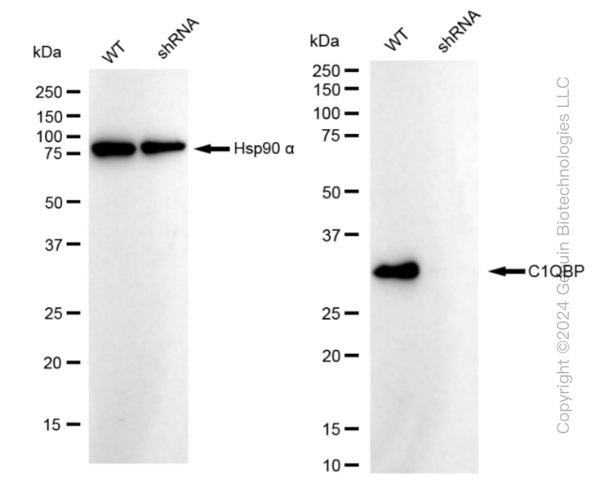 KD-Validated Anti-C1QBP Rabbit Monoclonal Antibody ABG1349