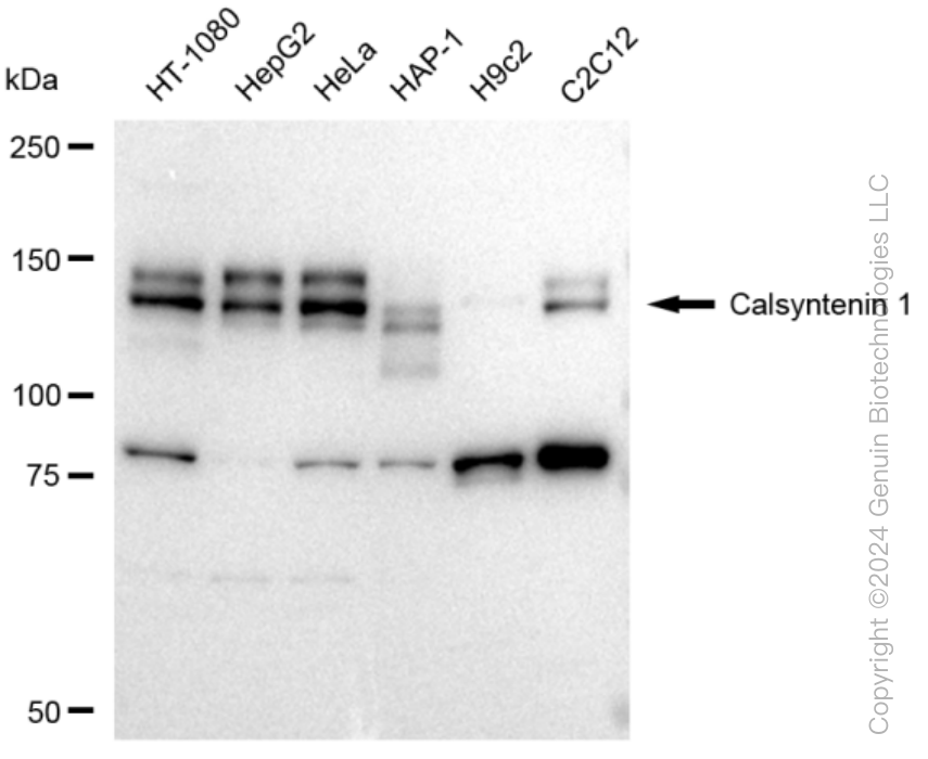 KD-Validated Anti-Calsyntenin 1 Rabbit Monoclonal Antibody ABG1350