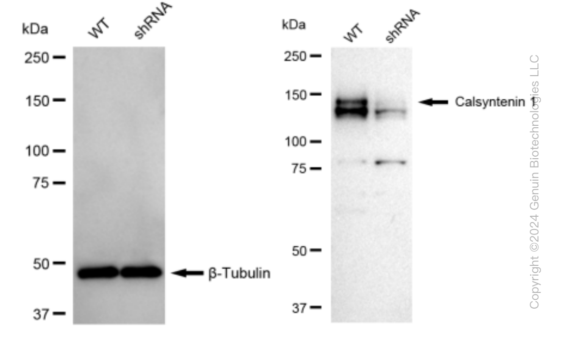 KD-Validated Anti-Calsyntenin 1 Rabbit Monoclonal Antibody ABG1350