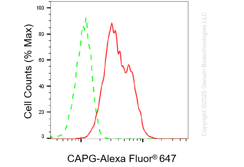 KD-Validated Anti-CAPG Rabbit Monoclonal Antibody ABG1351