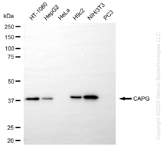 KD-Validated Anti-CAPG Rabbit Monoclonal Antibody ABG1351