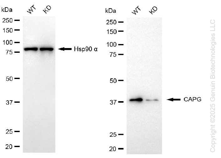 KD-Validated Anti-CAPG Rabbit Monoclonal Antibody ABG1351