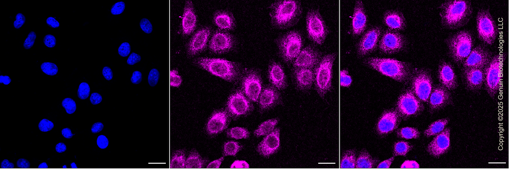 KD-Validated Anti-Mitotic Arrest Deficient 1 Like 1 Rabbit Monoclonal Antibody ABG1352