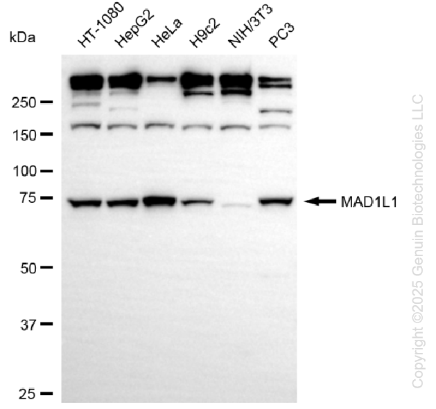 KD-Validated Anti-Mitotic Arrest Deficient 1 Like 1 Rabbit Monoclonal Antibody ABG1352