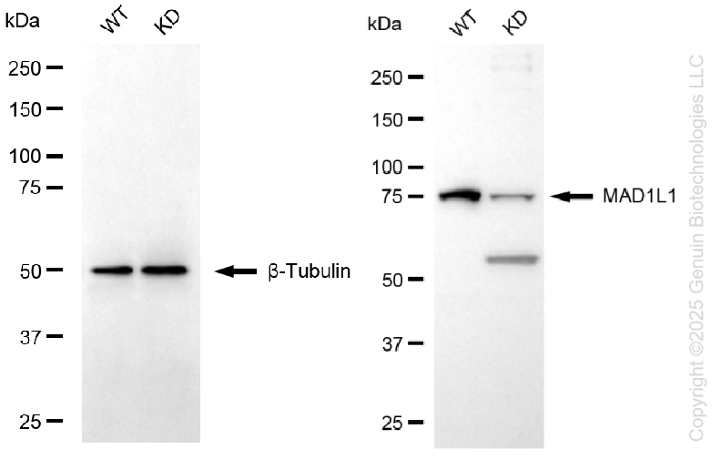 KD-Validated Anti-Mitotic Arrest Deficient 1 Like 1 Rabbit Monoclonal Antibody ABG1352