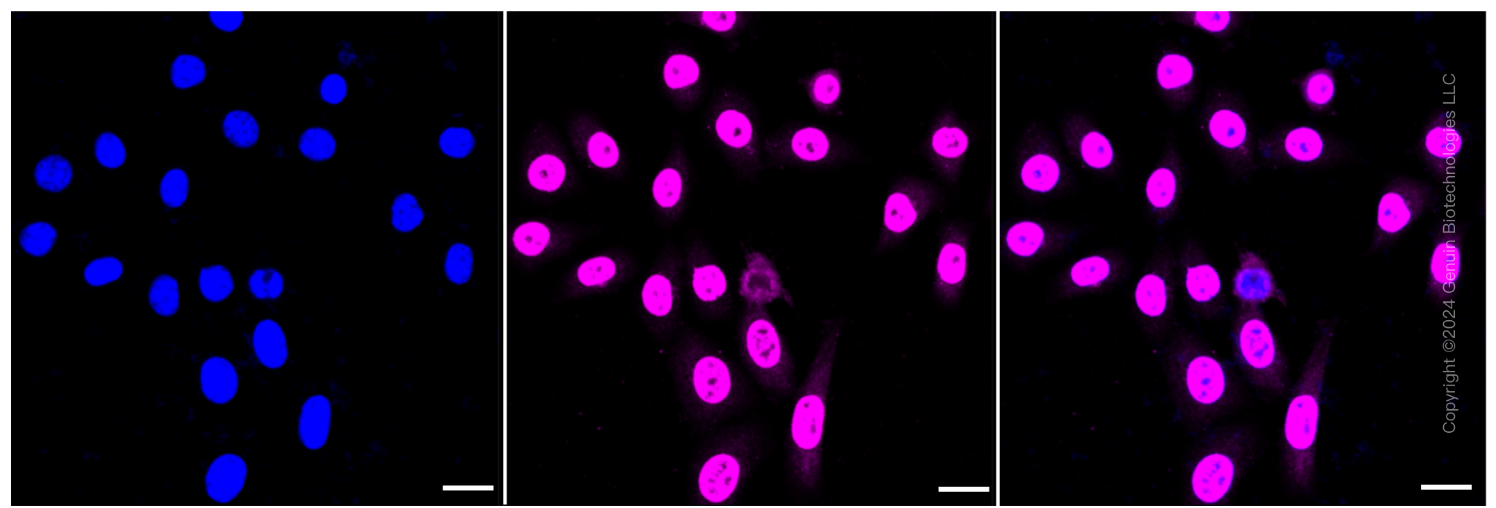 KD-Validated Anti-COPS3 Rabbit Monoclonal Antibody ABG1353