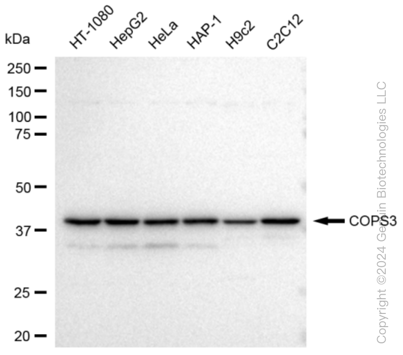 KD-Validated Anti-COPS3 Rabbit Monoclonal Antibody ABG1353