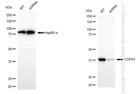 KD-Validated Anti-COPS3 Rabbit Monoclonal Antibody ABG1353