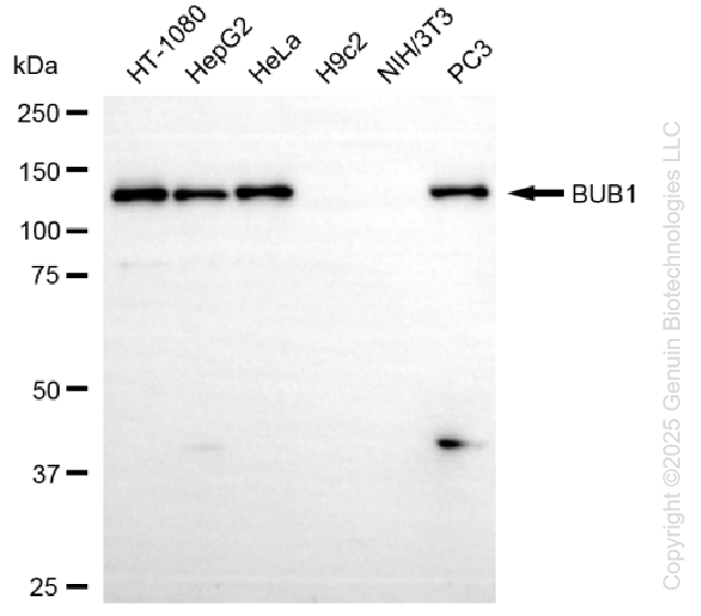KD-Validated Anti-BUB1 Rabbit Monoclonal Antibody ABG1354