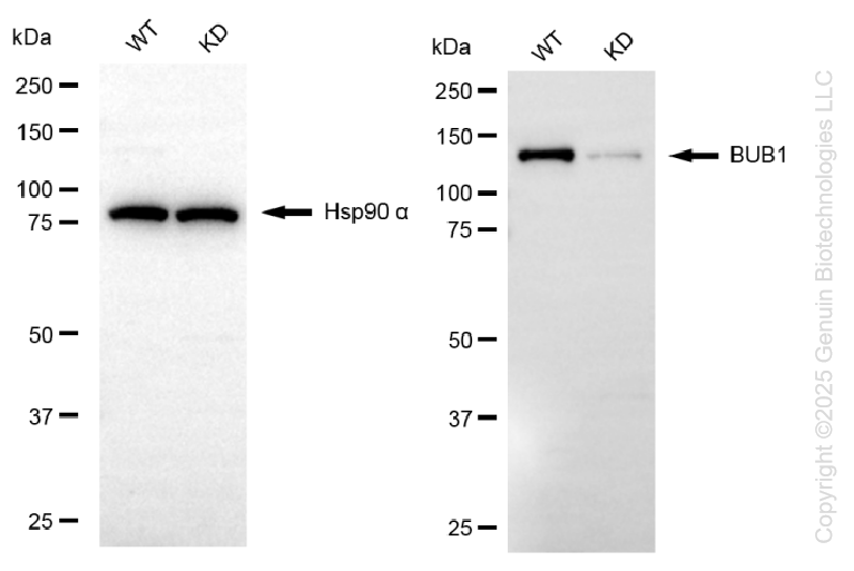 KD-Validated Anti-BUB1 Rabbit Monoclonal Antibody ABG1354