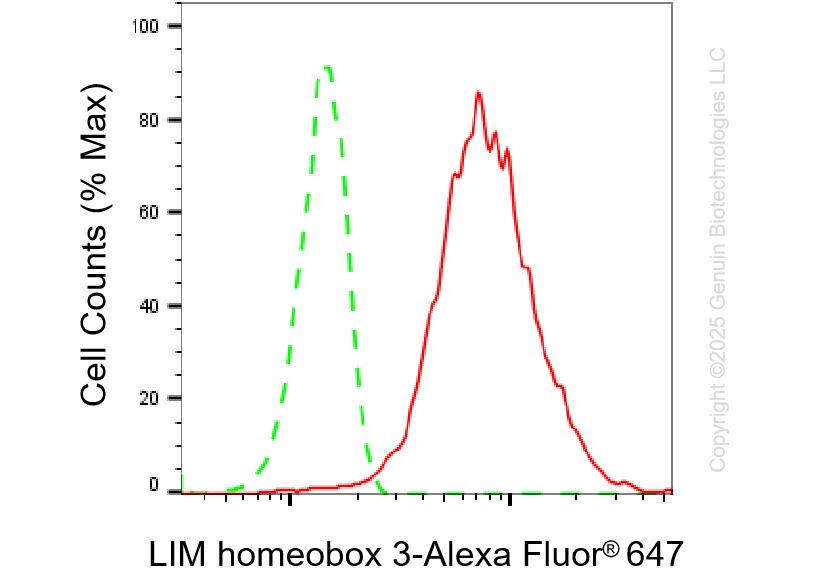 KD-Validated Anti-LIM Homeobox 3 Rabbit Monoclonal Antibody ABG1355