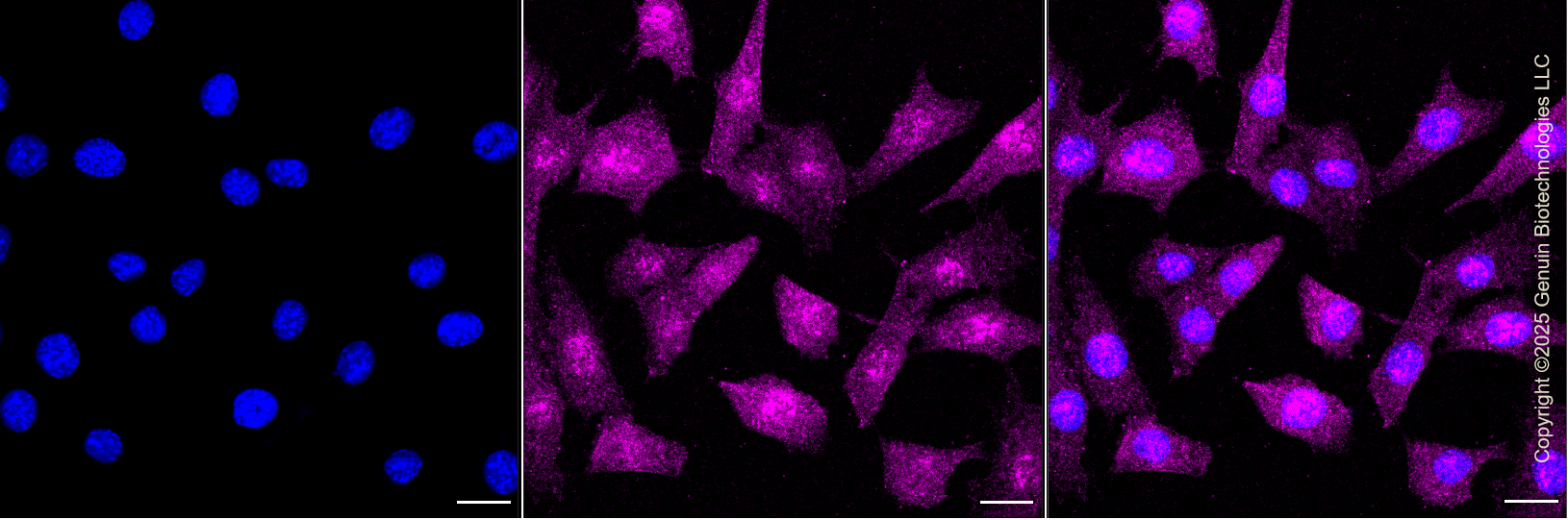 KD-Validated Anti-LIM Homeobox 3 Rabbit Monoclonal Antibody ABG1355