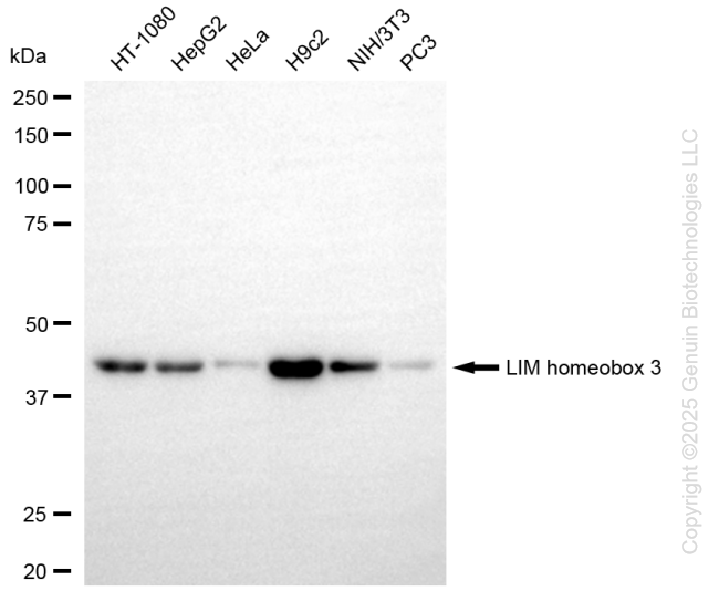 KD-Validated Anti-LIM Homeobox 3 Rabbit Monoclonal Antibody ABG1355