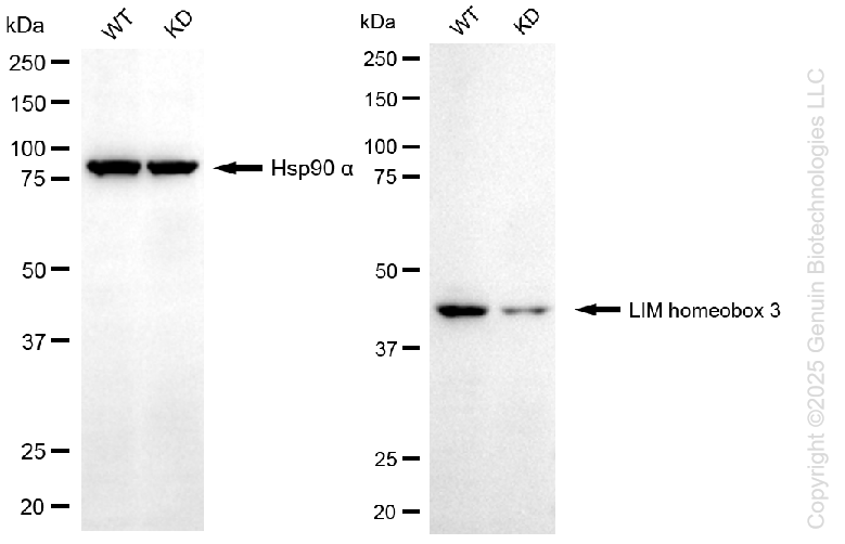 KD-Validated Anti-LIM Homeobox 3 Rabbit Monoclonal Antibody ABG1355
