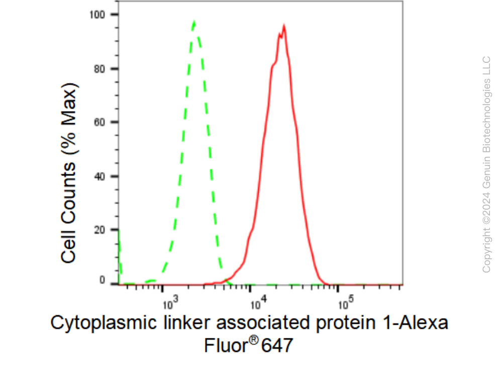 KD-Validated Anti-Cytoplasmic linker associated protein 1 Rabbit Monoclonal Antibody ABG1356