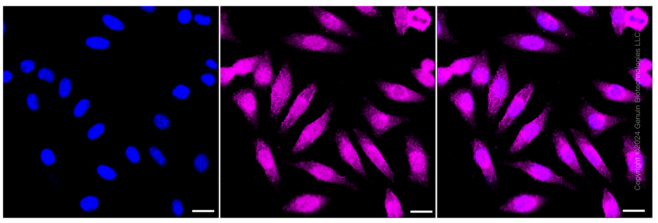 KD-Validated Anti-Cytoplasmic linker associated protein 1 Rabbit Monoclonal Antibody ABG1356