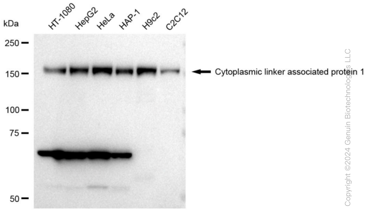KD-Validated Anti-Cytoplasmic linker associated protein 1 Rabbit Monoclonal Antibody ABG1356