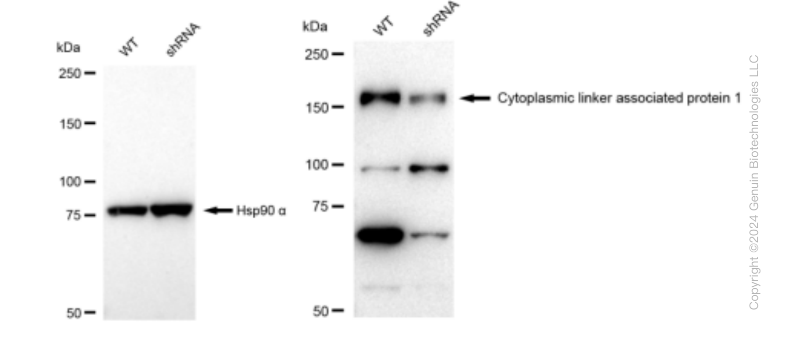 KD-Validated Anti-Cytoplasmic linker associated protein 1 Rabbit Monoclonal Antibody ABG1356