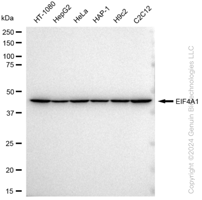 KD-Validated Anti-EIF4A1 Rabbit Monoclonal Antibody ABG1357