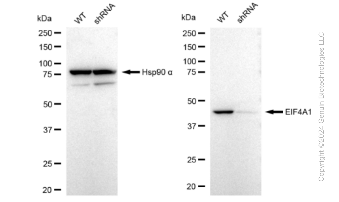 KD-Validated Anti-EIF4A1 Rabbit Monoclonal Antibody ABG1357