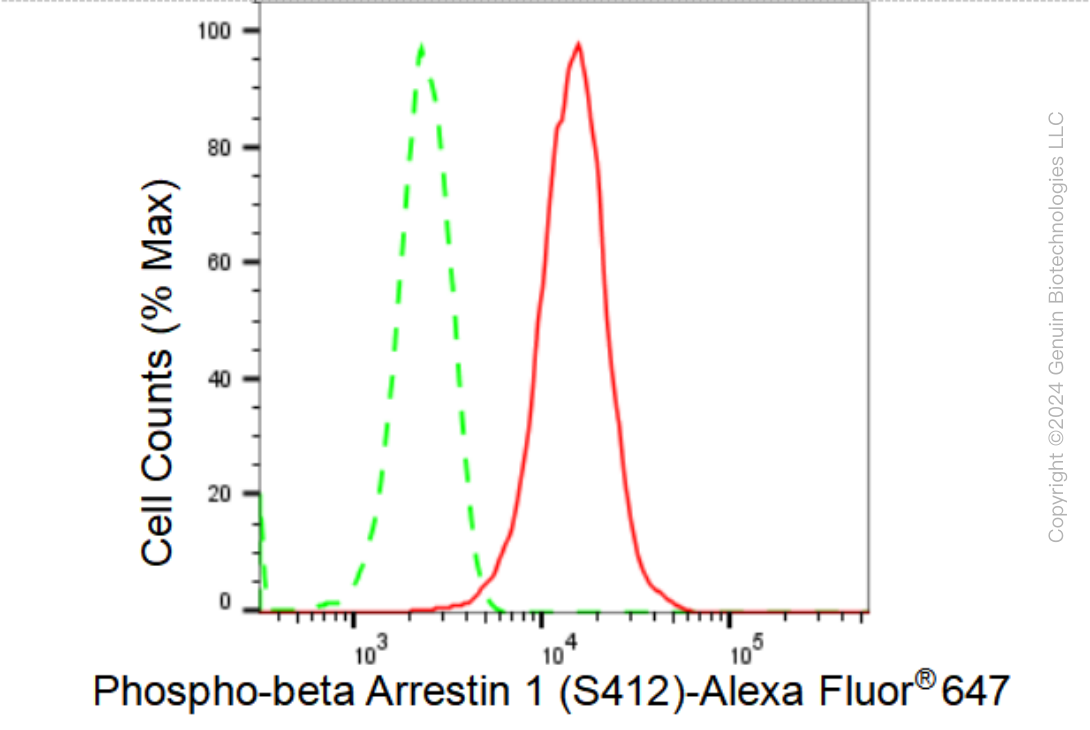 KD-Validated Anti-Phospho-beta Arrestin 1 (S412) Rabbit Monoclonal Antibody ABG1358