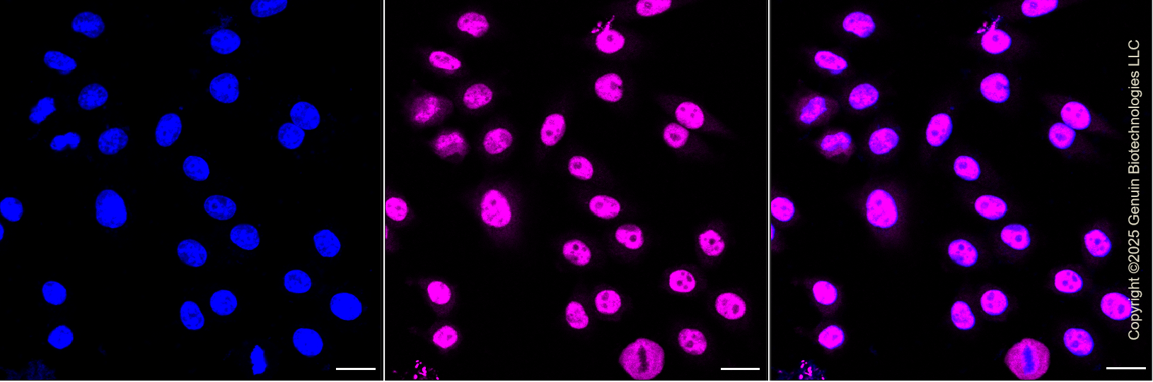 KD-Validated Anti-BUB3 Mitotic Checkpoint Protein Rabbit Monoclonal Antibody ABG1359