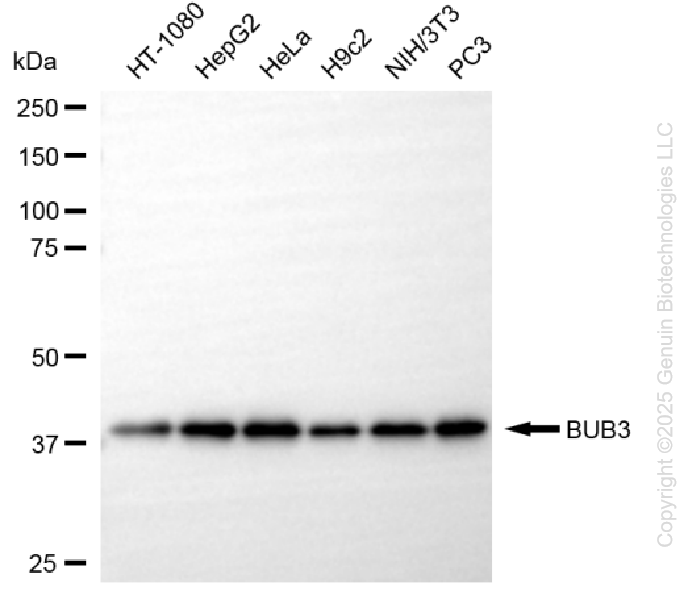 KD-Validated Anti-BUB3 Mitotic Checkpoint Protein Rabbit Monoclonal Antibody ABG1359