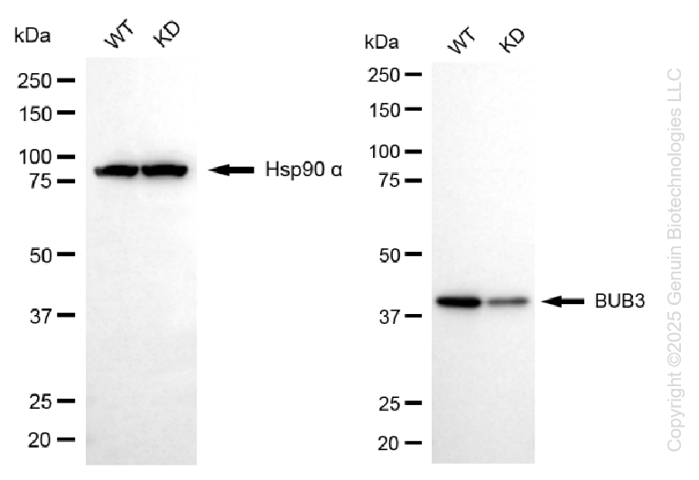 KD-Validated Anti-BUB3 Mitotic Checkpoint Protein Rabbit Monoclonal Antibody ABG1359