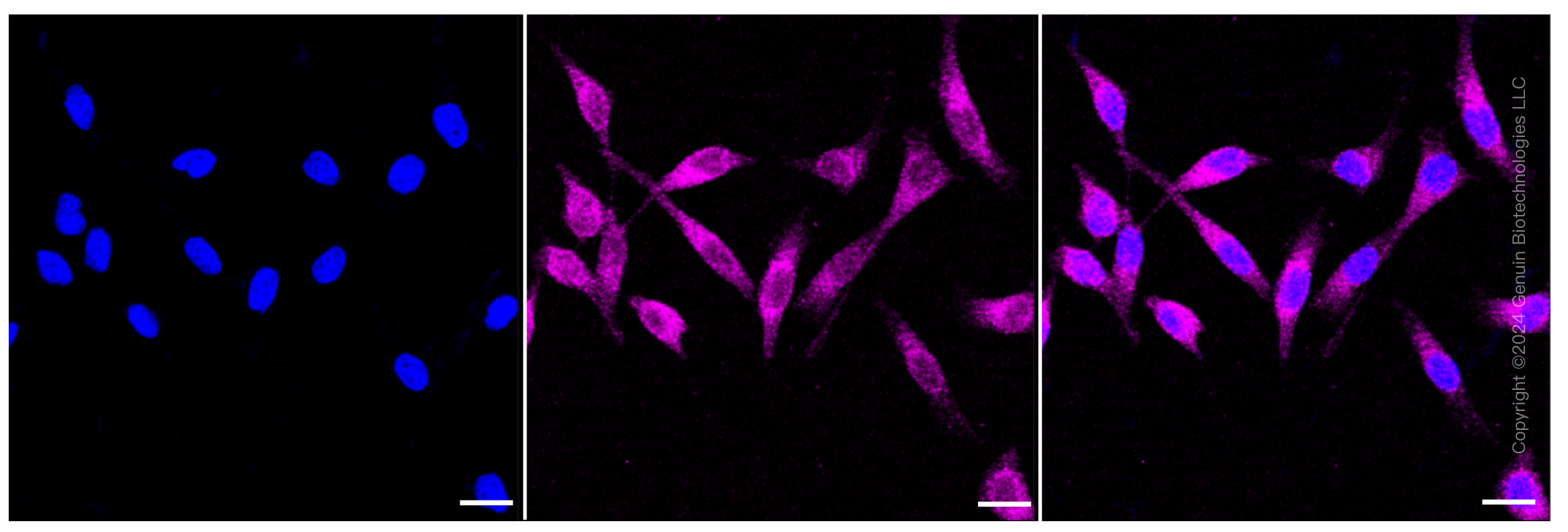 KD-Validated Anti-Phospho-PRAS40 (T246) Rabbit Monoclonal Antibody ABG1360