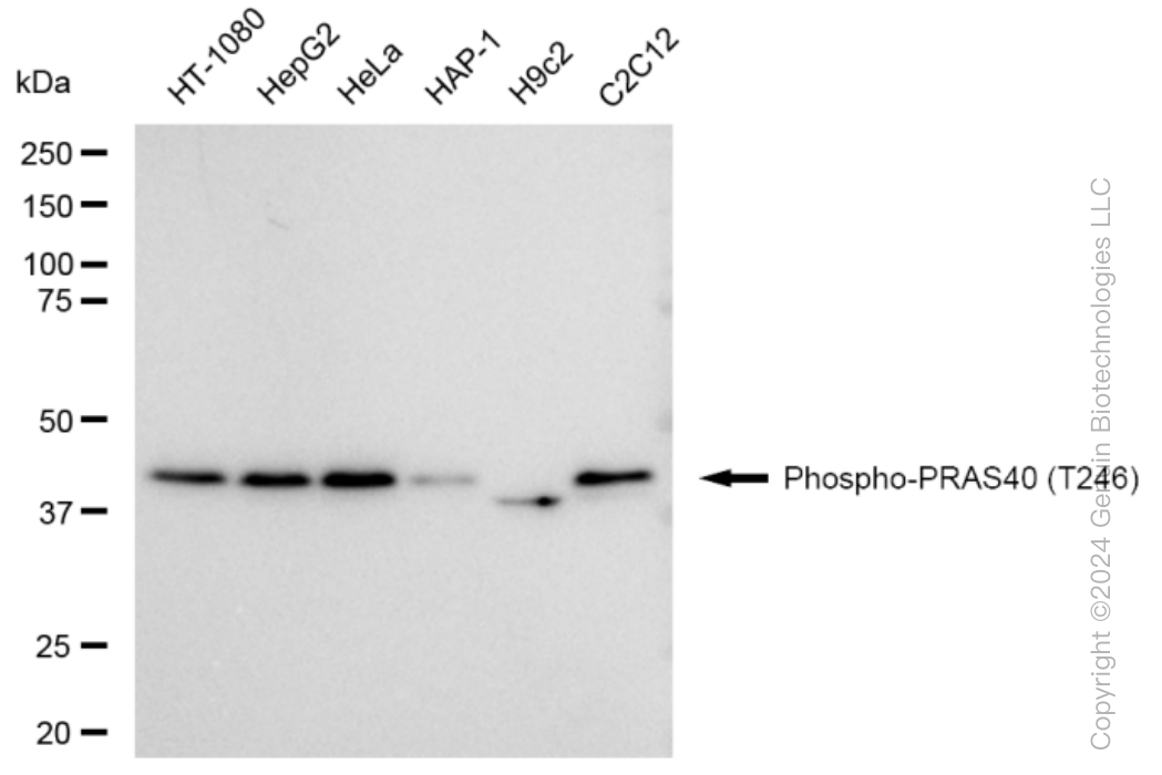 KD-Validated Anti-Phospho-PRAS40 (T246) Rabbit Monoclonal Antibody ABG1360