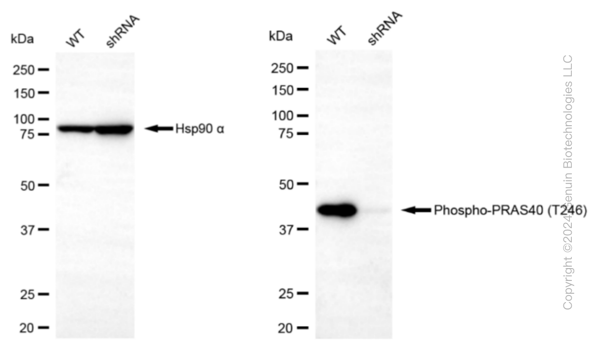 KD-Validated Anti-Phospho-PRAS40 (T246) Rabbit Monoclonal Antibody ABG1360