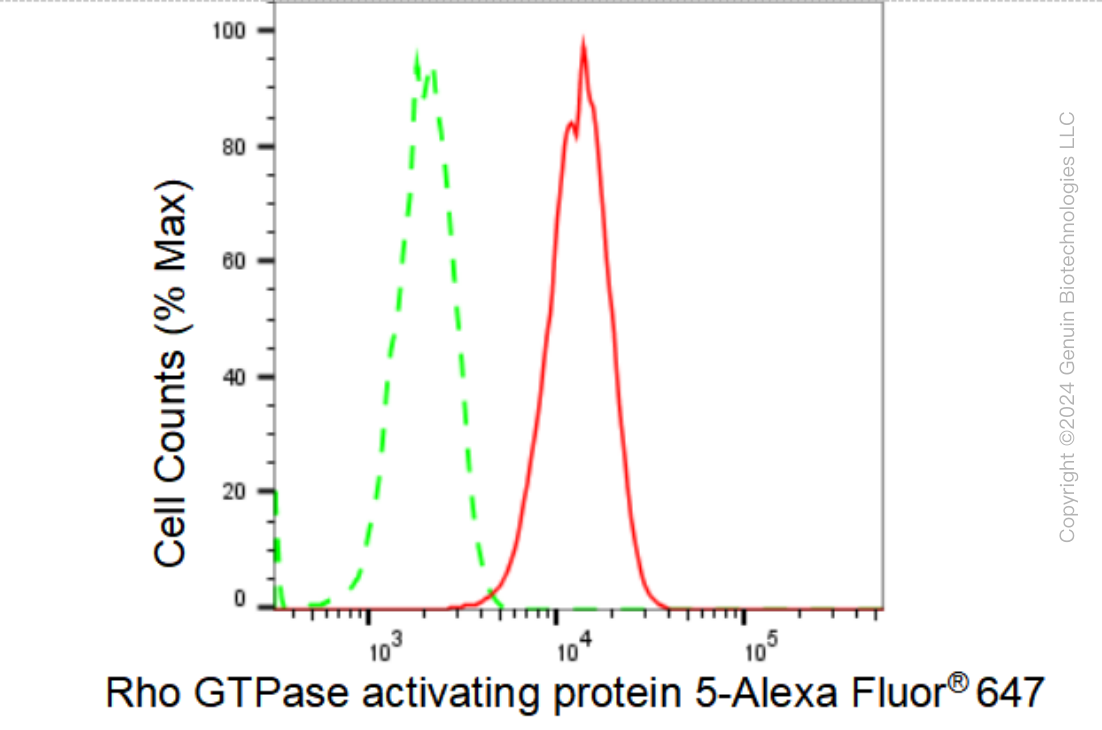 KD-Validated Anti-Rho GTPase activating protein 5 Rabbit Monoclonal Antibody ABG1361