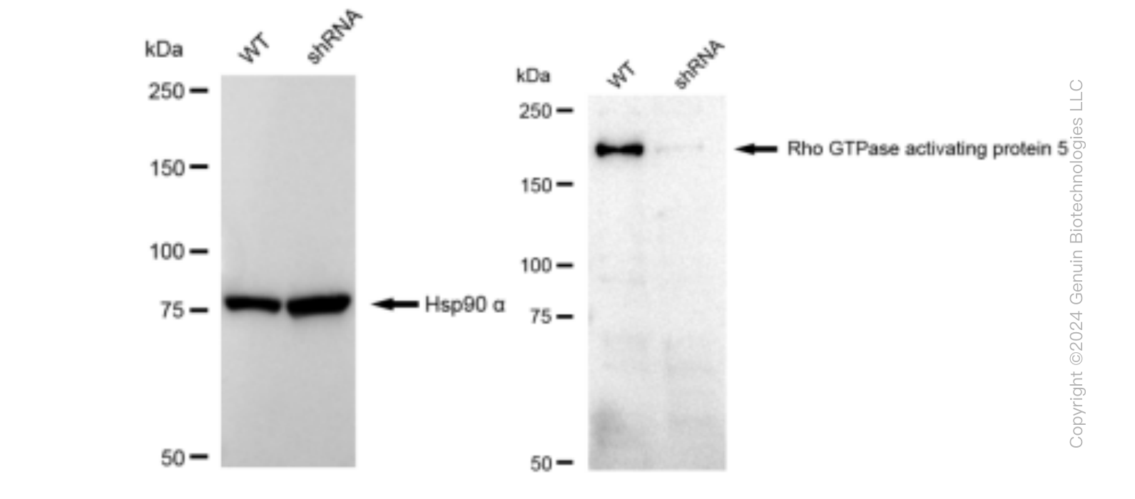 KD-Validated Anti-Rho GTPase activating protein 5 Rabbit Monoclonal Antibody ABG1361