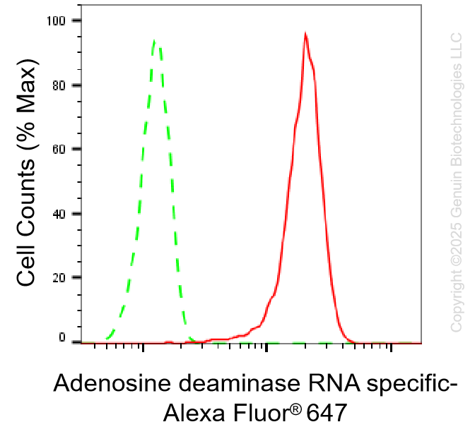 KD-Validated Anti-Adenosine Deaminase RNA Specific Rabbit Monoclonal Antibody ABG1362