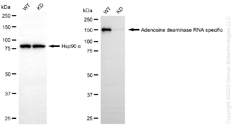 KD-Validated Anti-Adenosine Deaminase RNA Specific Rabbit Monoclonal Antibody ABG1362