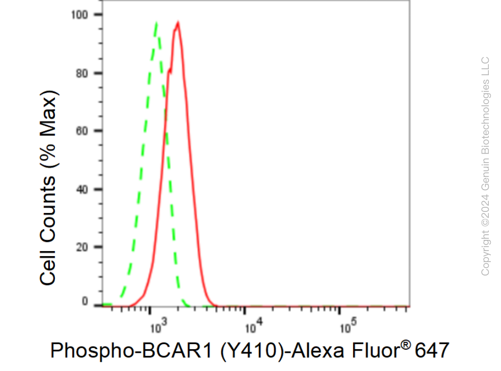 KD-Validated Anti-Phospho-BCAR1 (Y410) Rabbit Monoclonal Antibody ABG1363