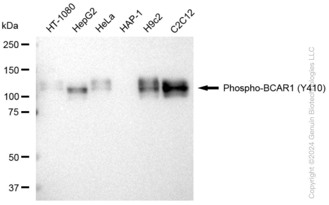 KD-Validated Anti-Phospho-BCAR1 (Y410) Rabbit Monoclonal Antibody ABG1363