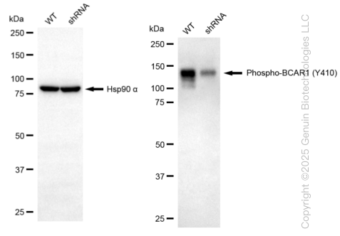 KD-Validated Anti-Phospho-BCAR1 (Y410) Rabbit Monoclonal Antibody ABG1363
