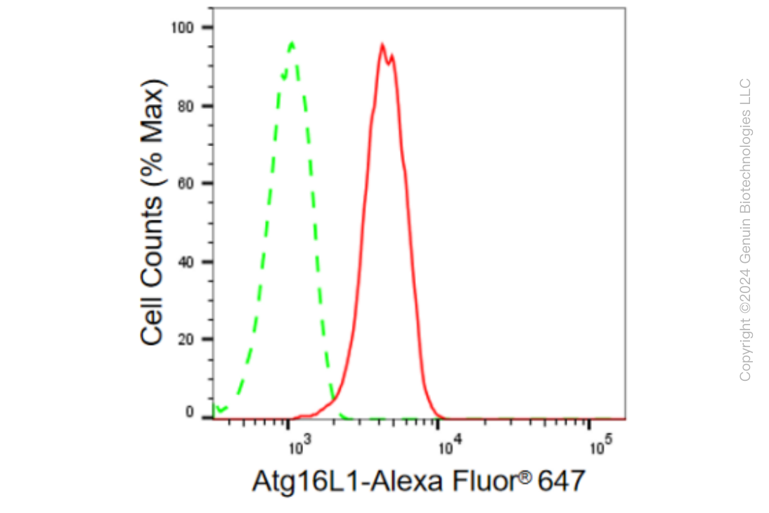 KD-Validated Anti-Atg16L1 Rabbit Monoclonal Antibody ABG1364