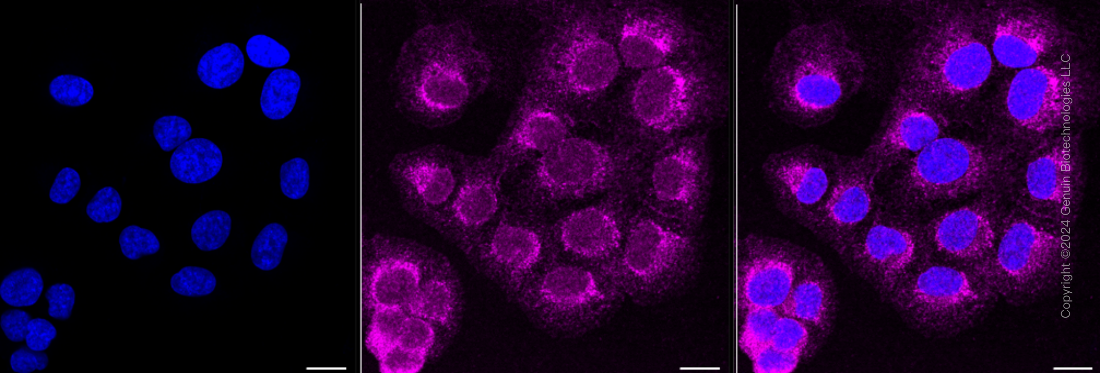 KD-Validated Anti-Atg16L1 Rabbit Monoclonal Antibody ABG1364