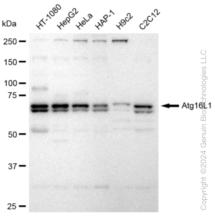 KD-Validated Anti-Atg16L1 Rabbit Monoclonal Antibody ABG1364