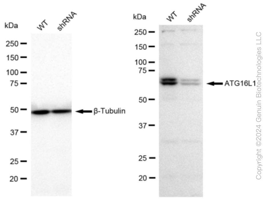 KD-Validated Anti-Atg16L1 Rabbit Monoclonal Antibody ABG1364