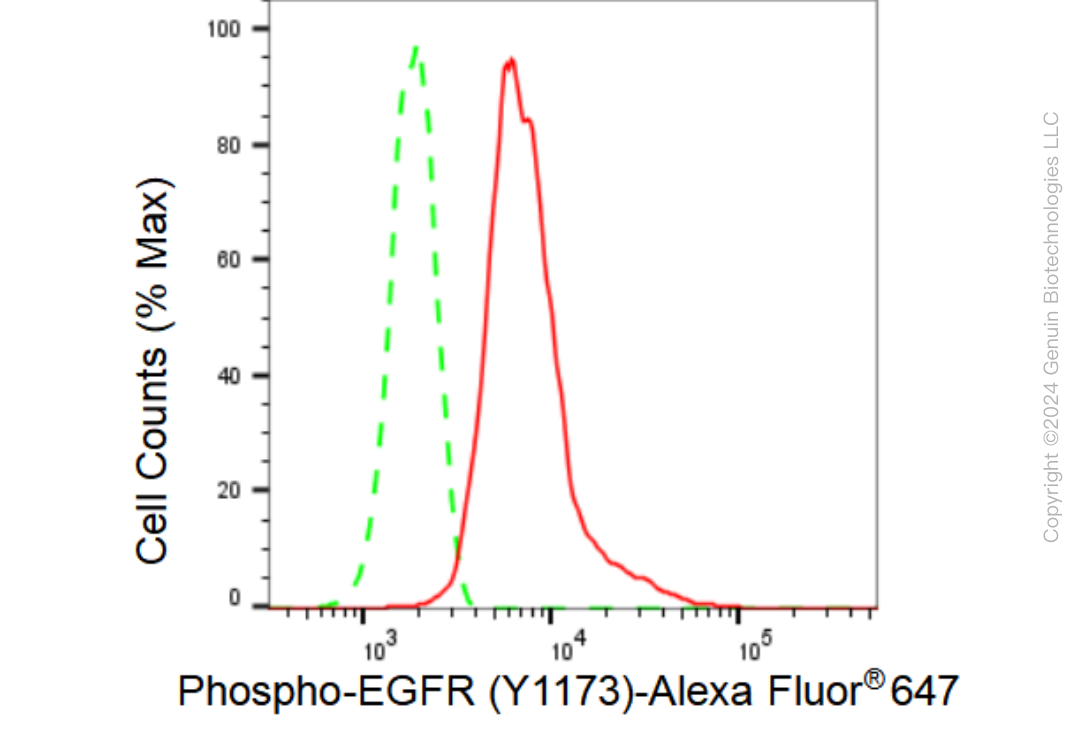 KD-Validated Anti-Phospho-EGFR (Y1173) Rabbit Monoclonal Antibody ABG1365